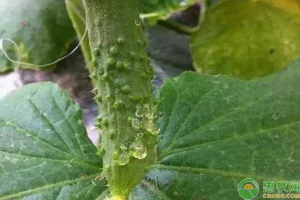 �ƹ�ϸ����������Σ������ô�죿�������δ�ʩ��