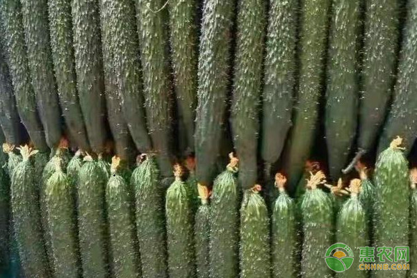�ƹϰ׷۲���֢״�ͷ��η���