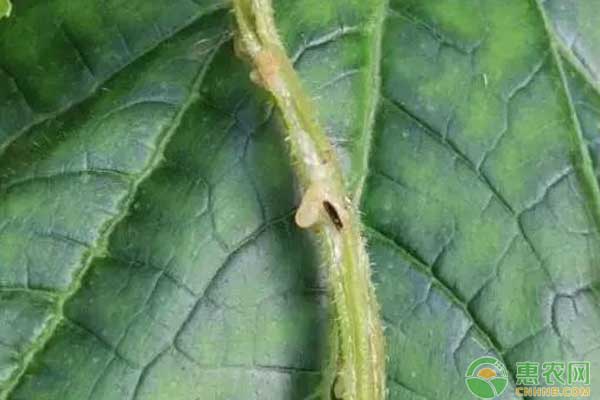 �ƹ�ϸ����������Σ������ô�죿�������δ�ʩ��