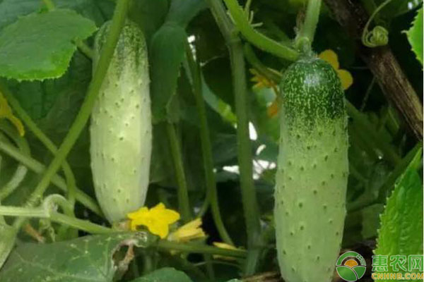 �ƹϷ�ʲô���ϲŽ�϶ࣿ